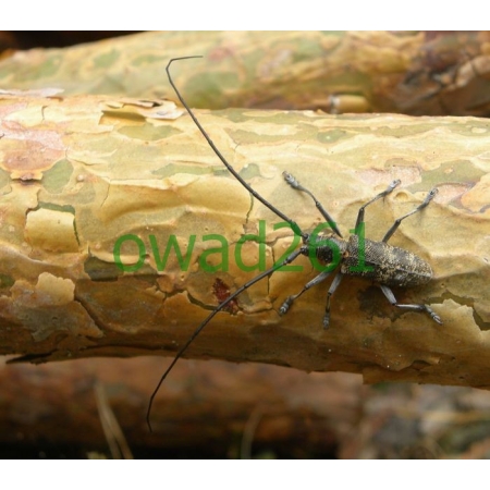 Monochamus galloprovincialis (Olivier , 1795) male Żerdzianka sosnówka